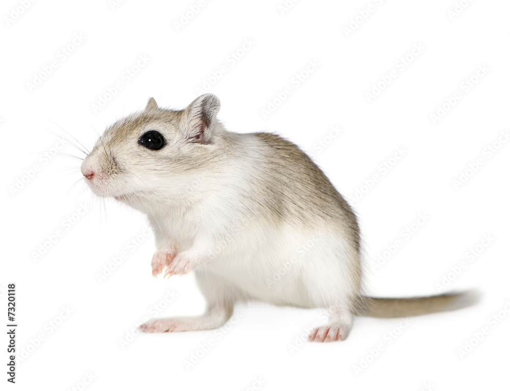 Gerbil Gerbil