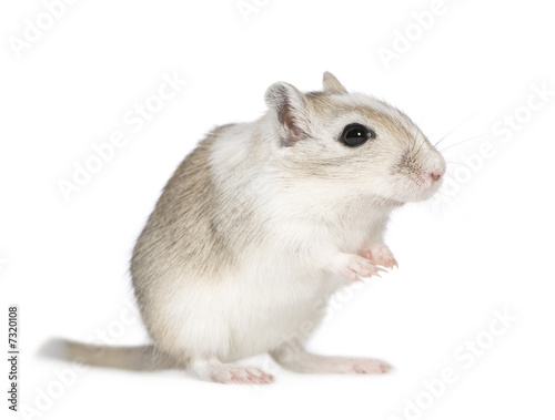 Gerbil