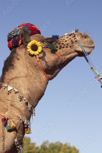 Camel Wearing a Turban photo