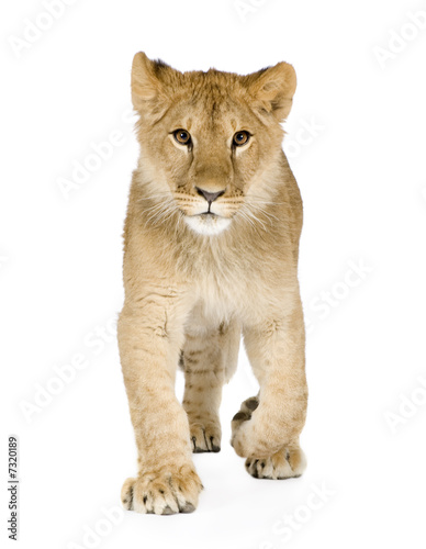 Lion cub (8 months)