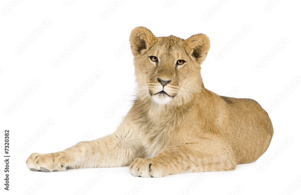 Fototapeta premium Lion cub (8 months)