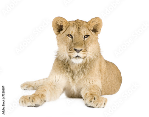 Fototapeta Naklejka Na Ścianę i Meble -  Lion cub (8 months)