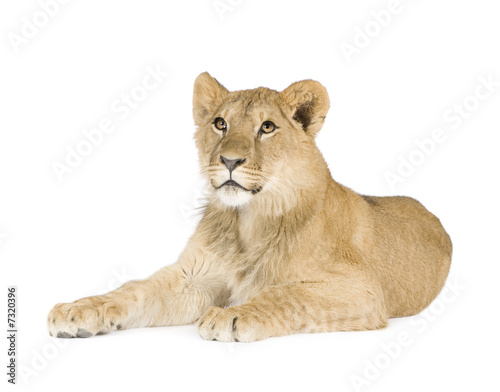Lion cub  8 months 