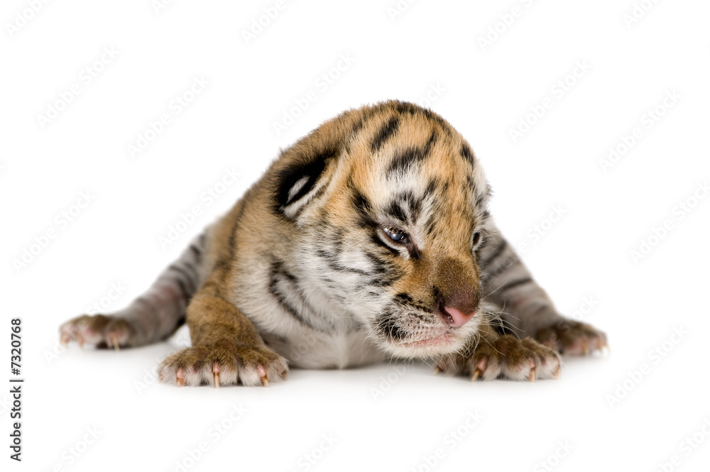 Obraz premium Tiger cub (4 days)