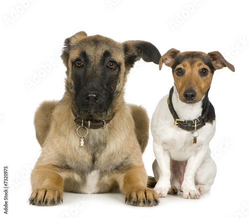 Jack russell and Crossbreed dog