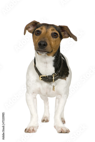 Jack russell (2 years) © Eric Isselée