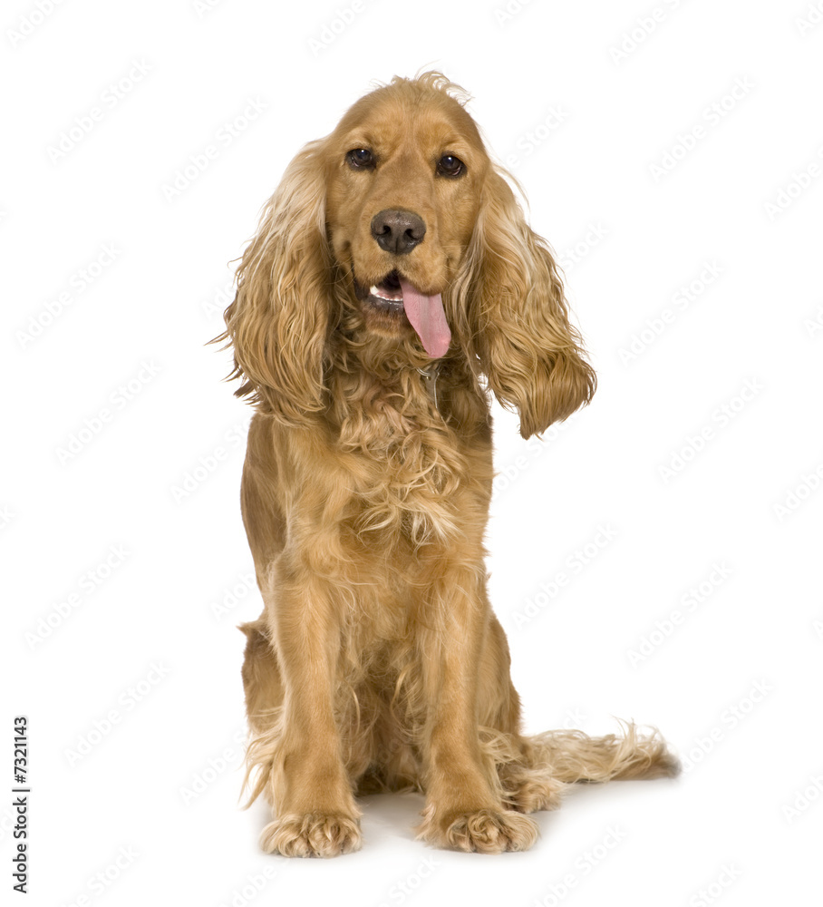 Cocker Spaniel looking worn out (14 months)