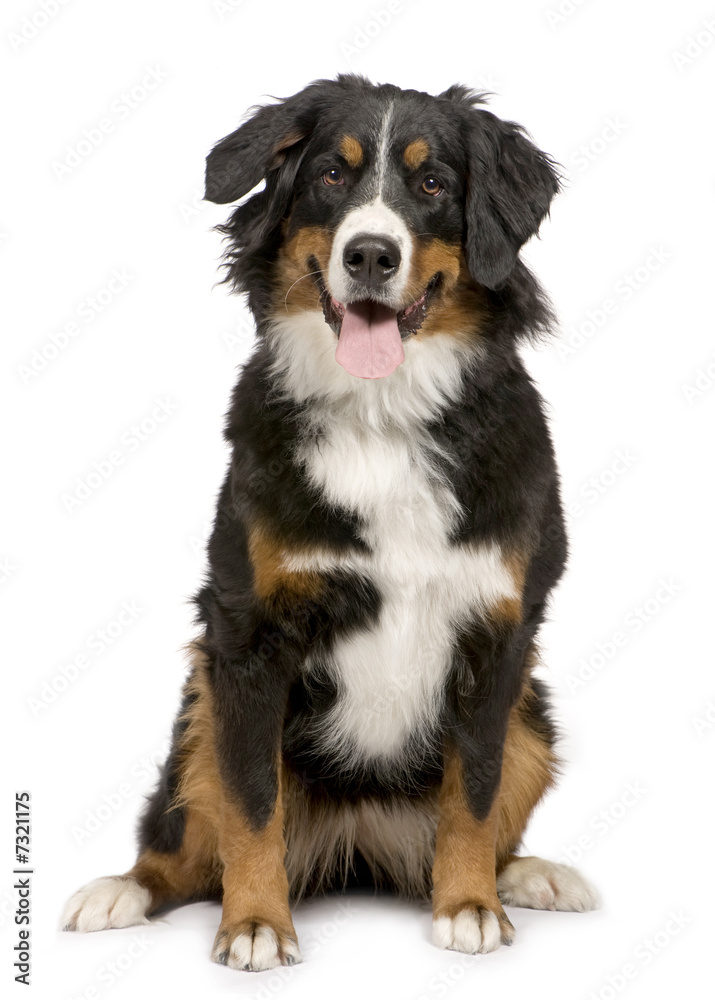 Bernese mountain dog (1 year)
