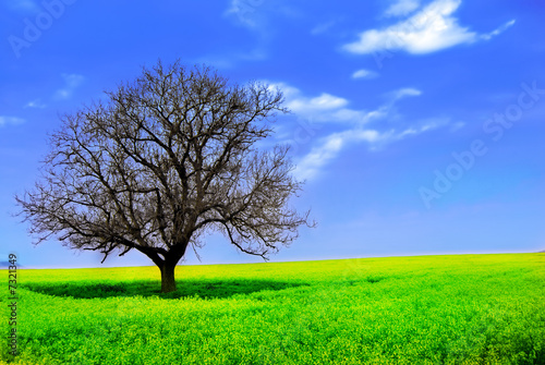 Lonely Tree in a Yellow Field