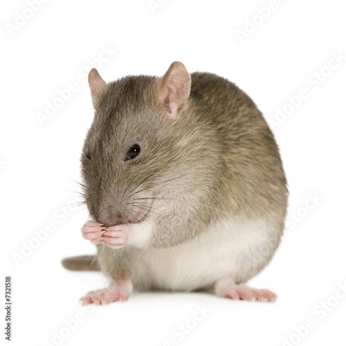 Rat (6 months)