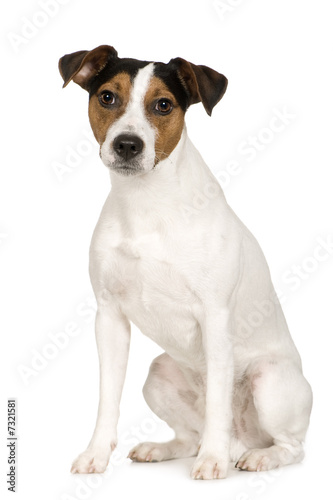 Parson Russell Terrier (2 years) © Eric Isselée