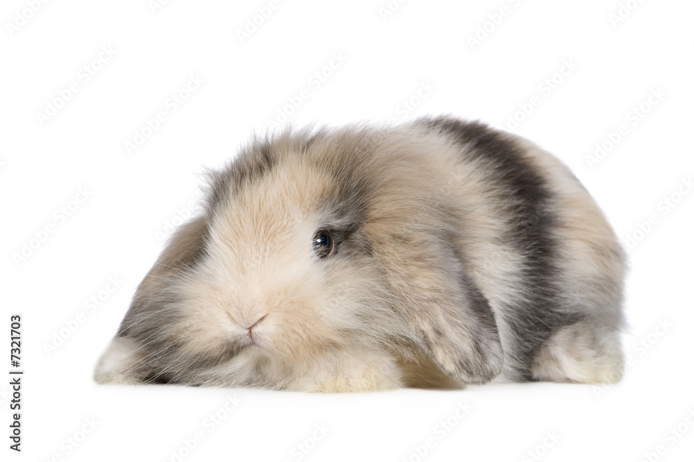 Obraz premium Rabbit