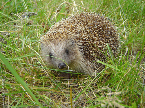 Hedgehog