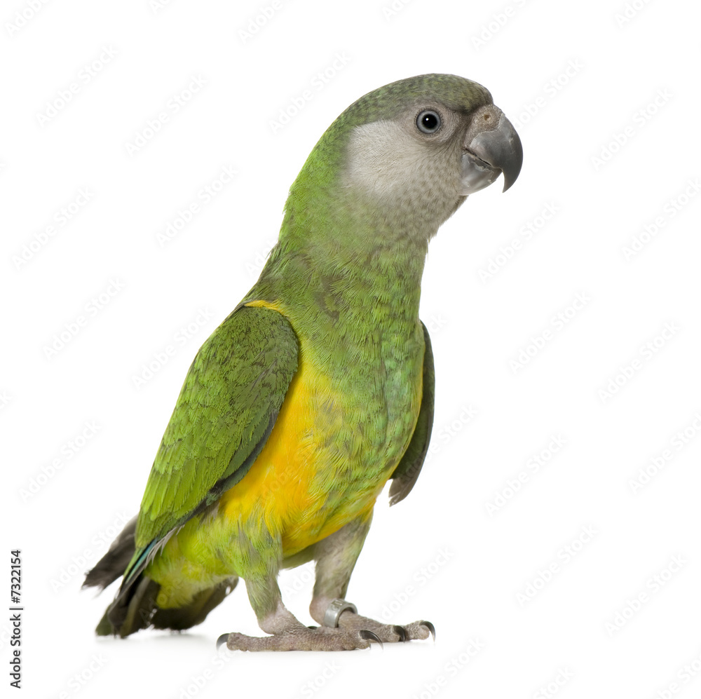 Fototapeta premium Senegal Parrot - Poicephalus senegalus