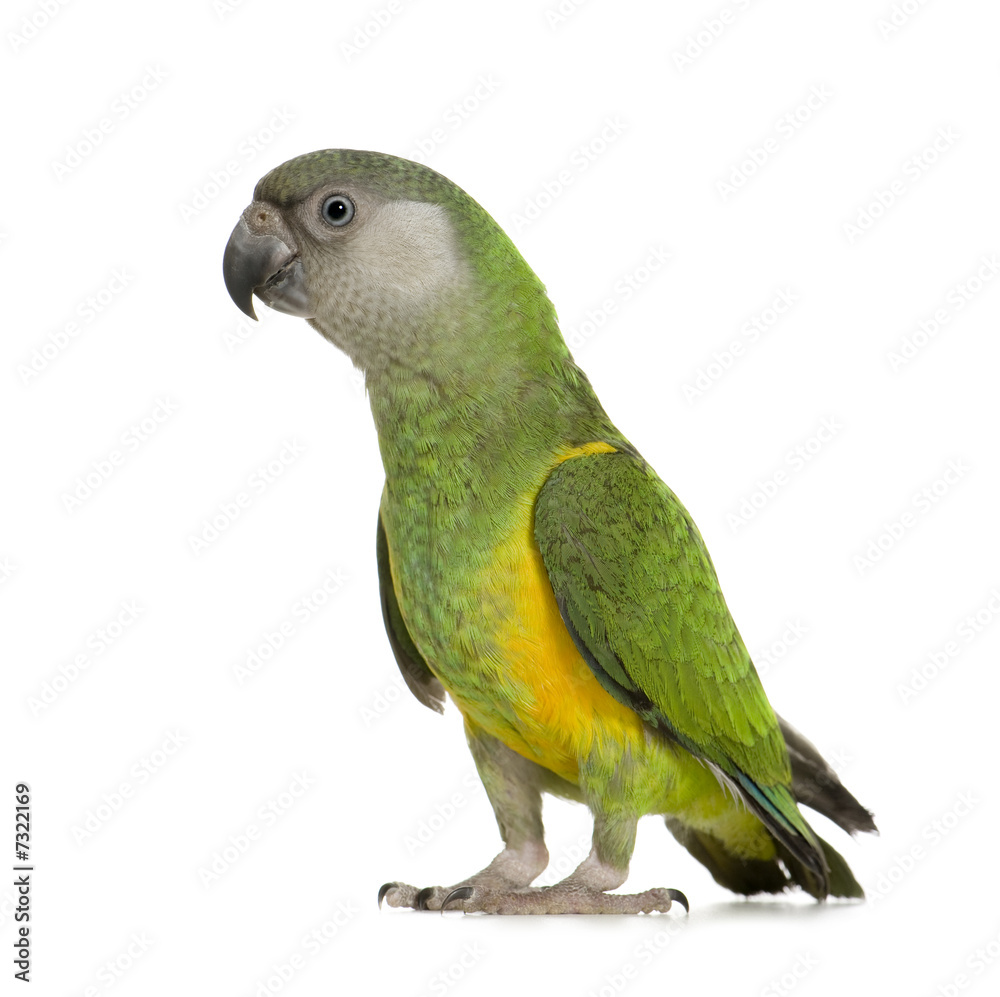 Senegal Parrot - Poicephalus senegalus Senegal Parrot - Poicephalus senegalus