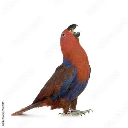 Eclectus Parrot - Eclectus roratus (1 years)