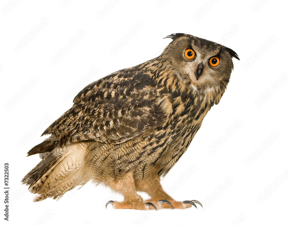 Fototapeta premium Eurasian Eagle Owl - Bubo bubo (22 months)