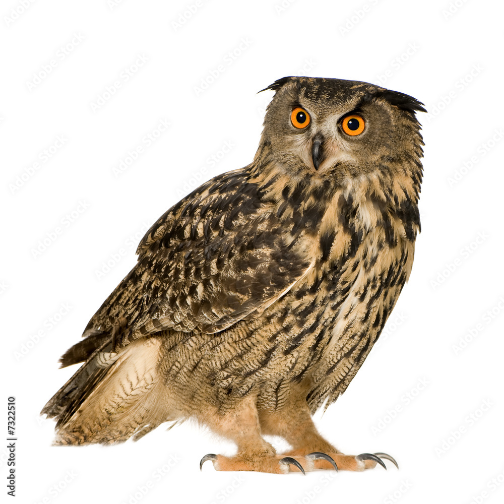 Fototapeta premium Eurasian Eagle Owl - Bubo bubo (22 months)