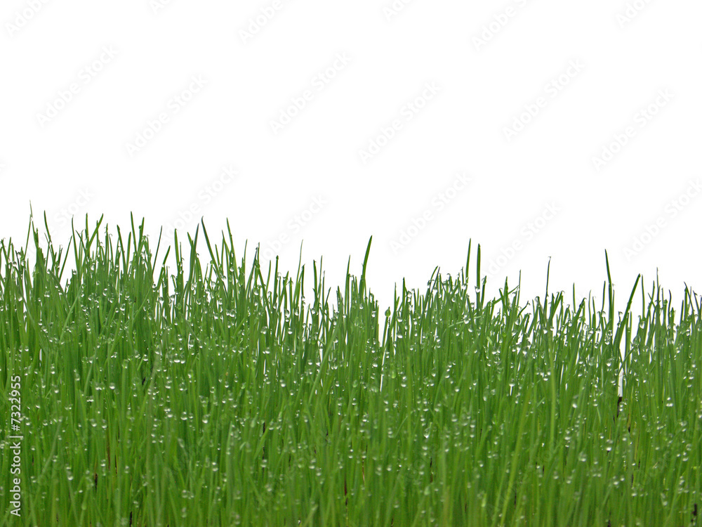 Fototapeta premium herbes recouvertes de gouttelettes