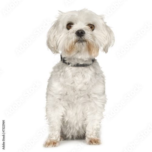 Fototapeta Naklejka Na Ścianę i Meble -  Maltese dog