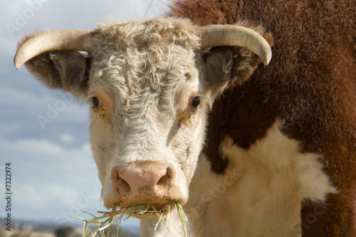 hereford cow eating hay