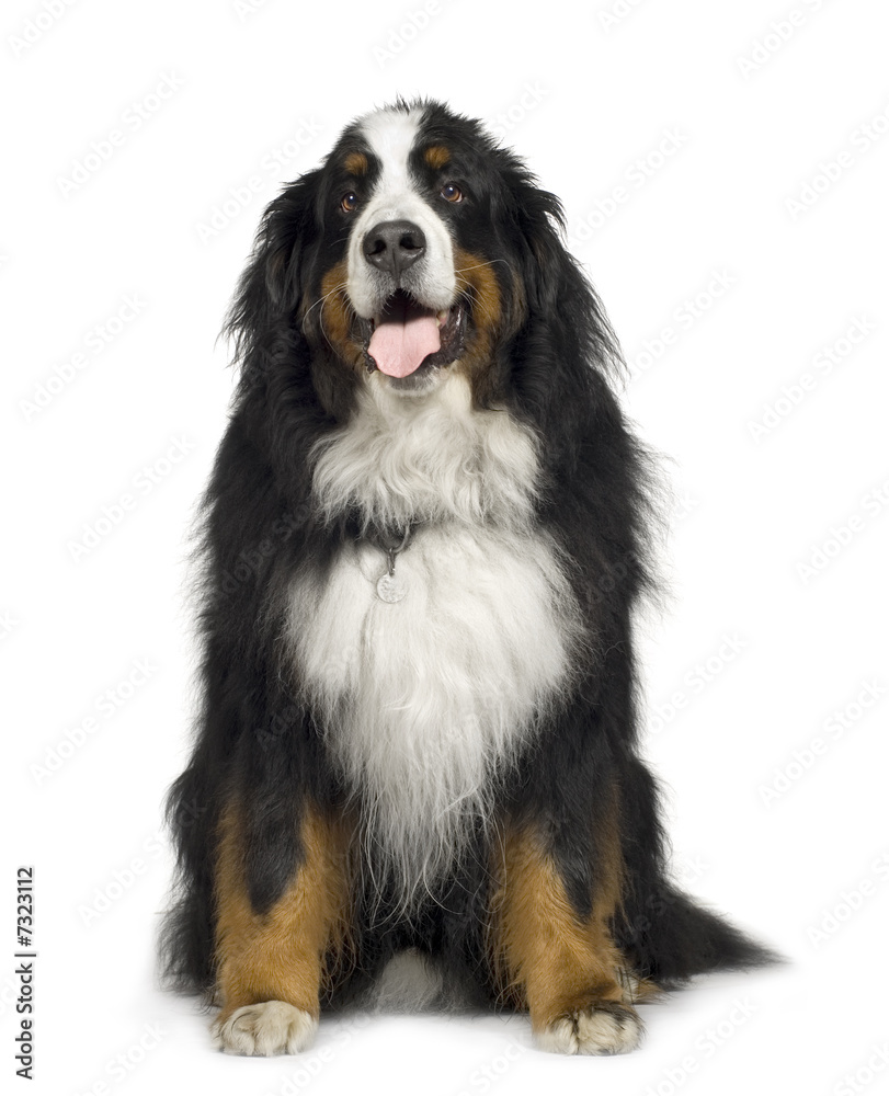 Bernese mountain dog (5 years)