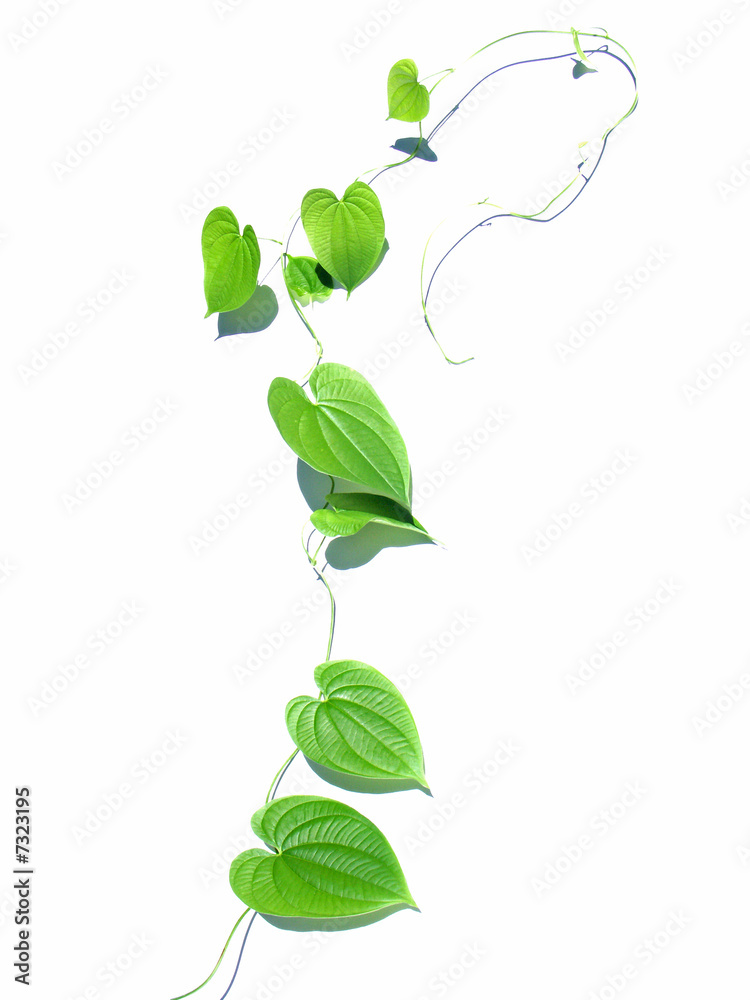 plante volubile Stock Photo | Adobe Stock