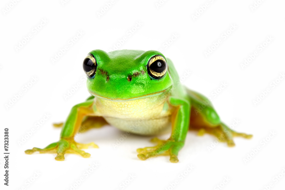 Fototapeta premium Little tree-frog on white background