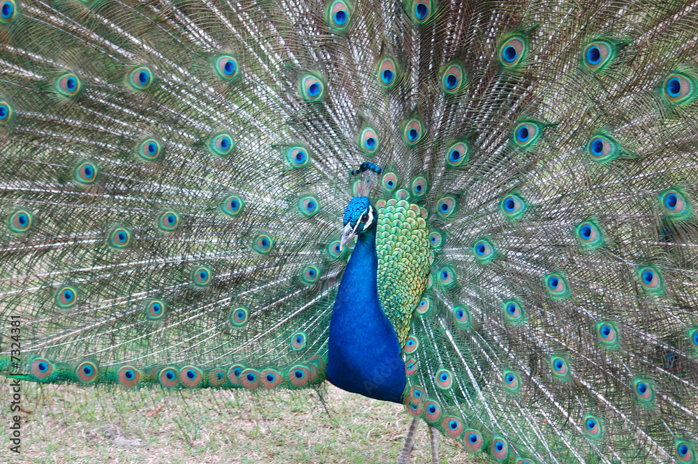 Naklejka premium peacock