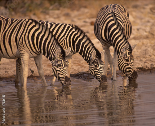 Africa-Zebras drinking