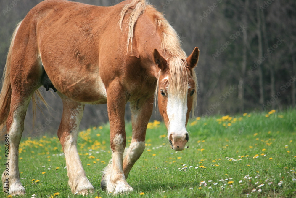 Fototapeta premium horses