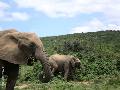 Elefantenkuh mit Kalb © D. Fabri