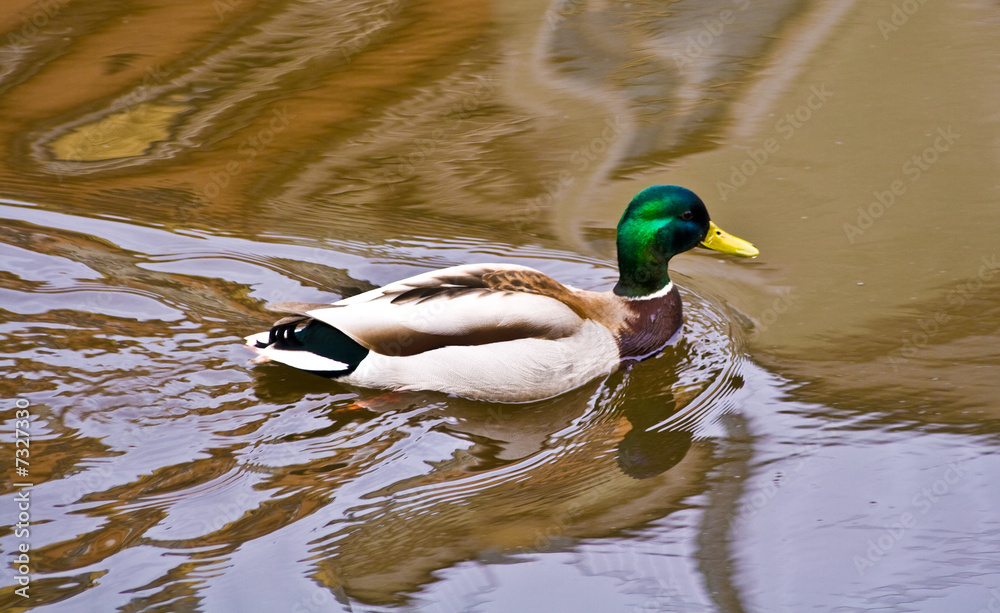 Obraz premium wild male duck