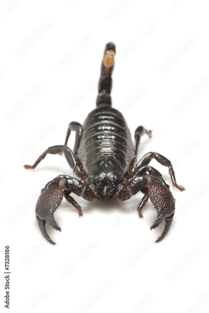 Emperor Scorpion (Pandinus imperator) isolated on white
