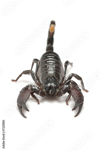 Emperor Scorpion (Pandinus imperator) isolated on white