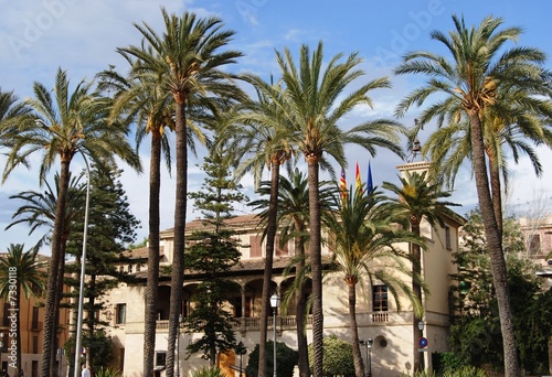 Palms of Palma de Mallorca