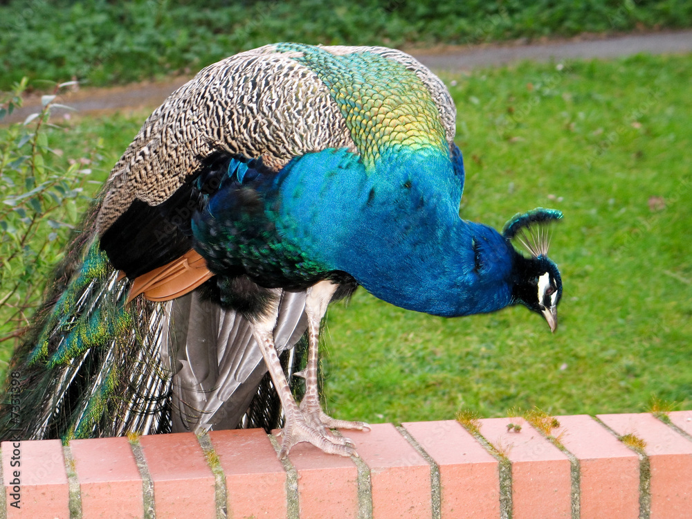 Obraz premium Vibrant peacock eating grain