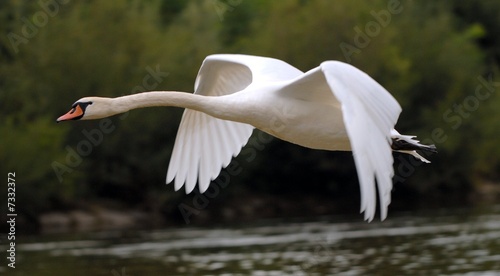 schwan im Flug photo