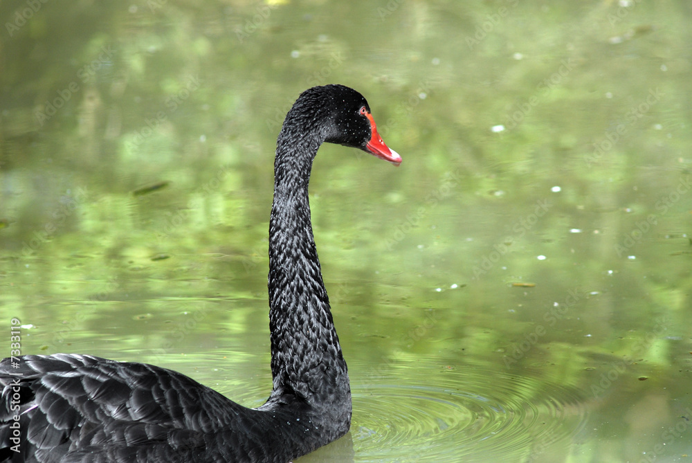 Fototapeta premium cygne noir