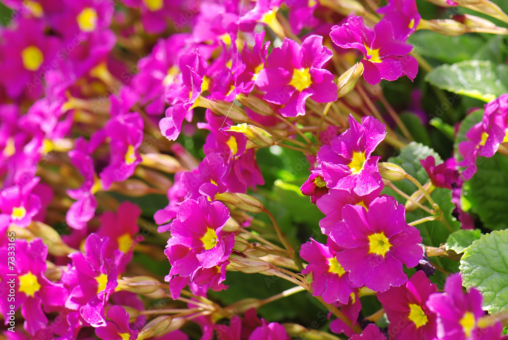 Fototapeta premium Purple spring flowers in close-up