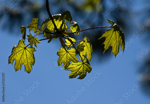 leaves in sunshine © B@rmaley