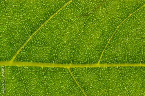 London Planetree (Platanus acerifolia) Leaf Detail