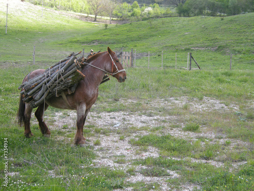 Arbeitspferd
