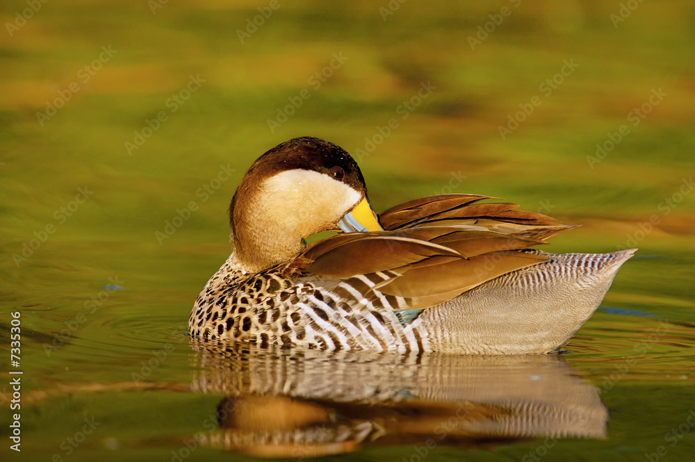 Obraz premium Silver Teal (Anas versicolor)