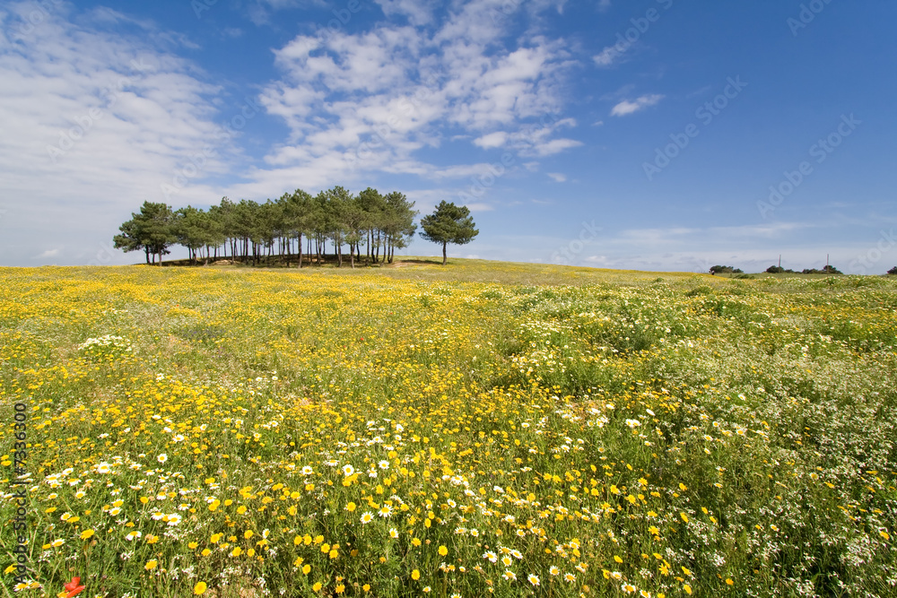 Spring landscape in Alentejo, Portugal.
