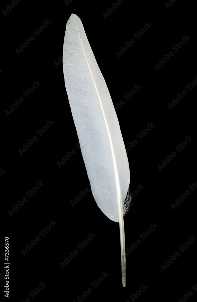 Naklejka premium White seagull feather