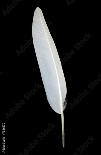White seagull feather