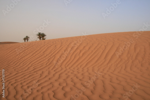 Palmiers dans le Sahara marocain