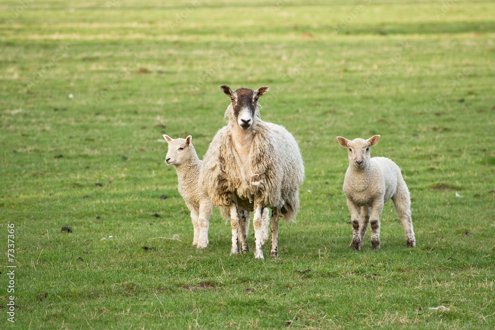 Obraz premium Jacob ewe with twins