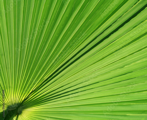 Palm Leaf Upclose